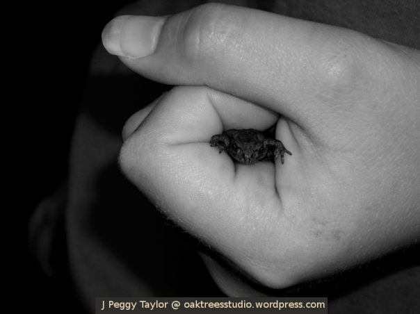 Large subjects - a toad in the hand